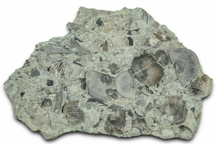 Fossil Brachiopod & Bryozoan Plate (Multiple Species) - Indiana #325698